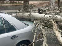 В результате шквалистого ветра в Бишкеке пострадали два человека
