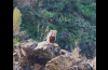 В одном из ущелий Кыргызстана туристы встретили медвежонка