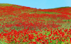 В Кыргызстане зацвели маки, покрыв горы удивительным и красивым цветочным ковром (фото)