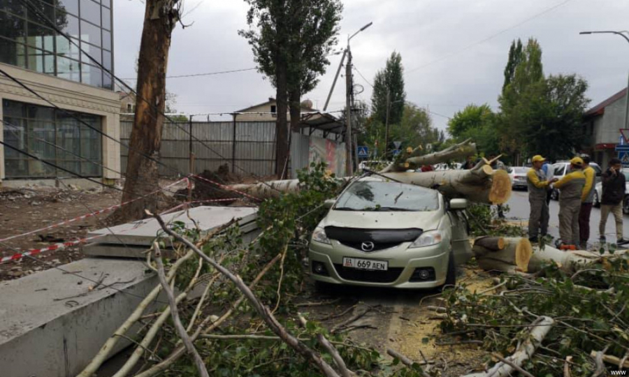 Мэрия Бишкека призывает водителей не парковать автомобили под деревьями