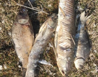 В прудах и каналах Панфиловского района погибла вся рыба (видео)