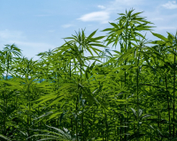 В Жогорку Кенеше предложили выращивать технический каннабис