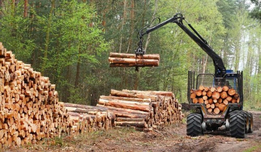 Минэкономкоммерции: Вывоз лесоматериалов из Кыргызстана за пределы ЕАЭС запрещен