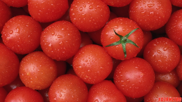 Кыргызстан установил мировой рекорд по урожайности помидоров