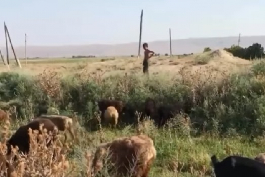 Отец бросил сына одного в поле с овцами в Таласе. Милиция проводит проверку