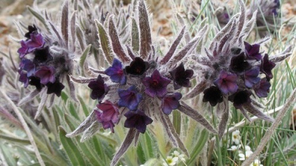 У жителя села Ленинского нашли 850 кг корней эндика