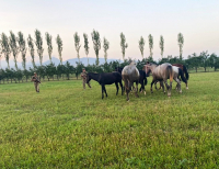 Погранслужба Кыргызстана пресекла контрабанду лошадей и КРС на 1 млн сомов