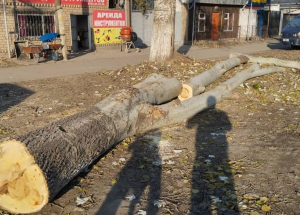 В Новопавловке незаконно вырубили тополя
