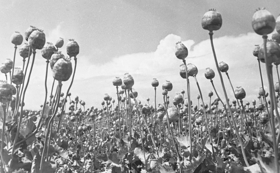 #Авторскийракурс. В Кыргызстане предложили засеять поля опиумным маком, но это делать нельзя!