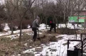 В столичном парке Асанбай уничтожают деревья - видео