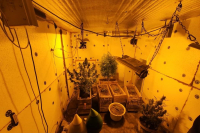 Оперативники СБНОН МВД «накрыли» лабораторию с наркосодержащими растениями (фото)