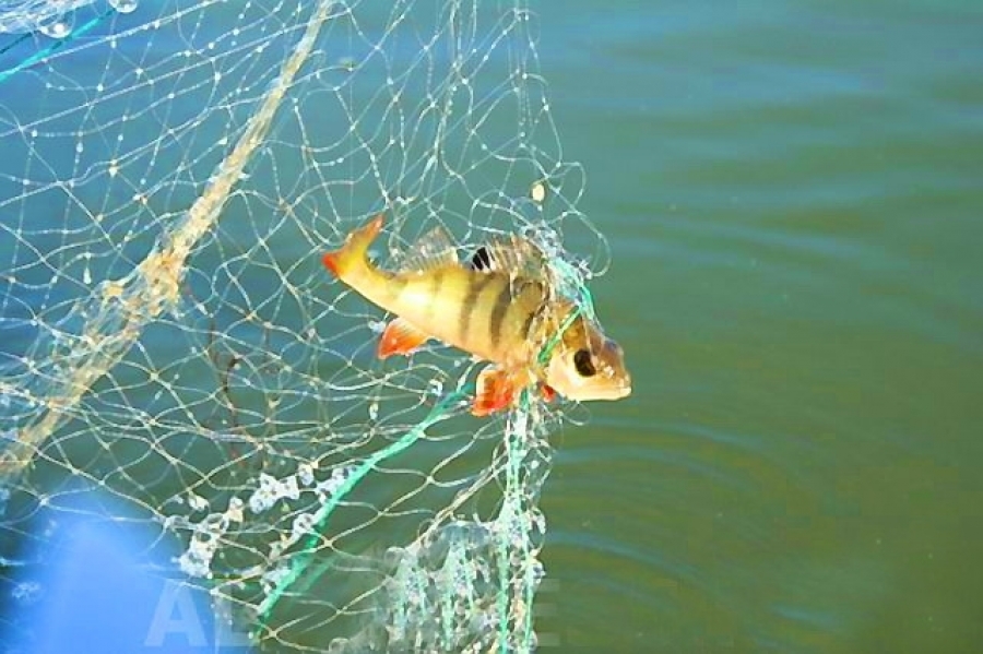 Можно рыбачить сетями. Сеть для рыбалки. Рыболовная сеть с рыбой. Сетка для рыбы. Ловля сетями.