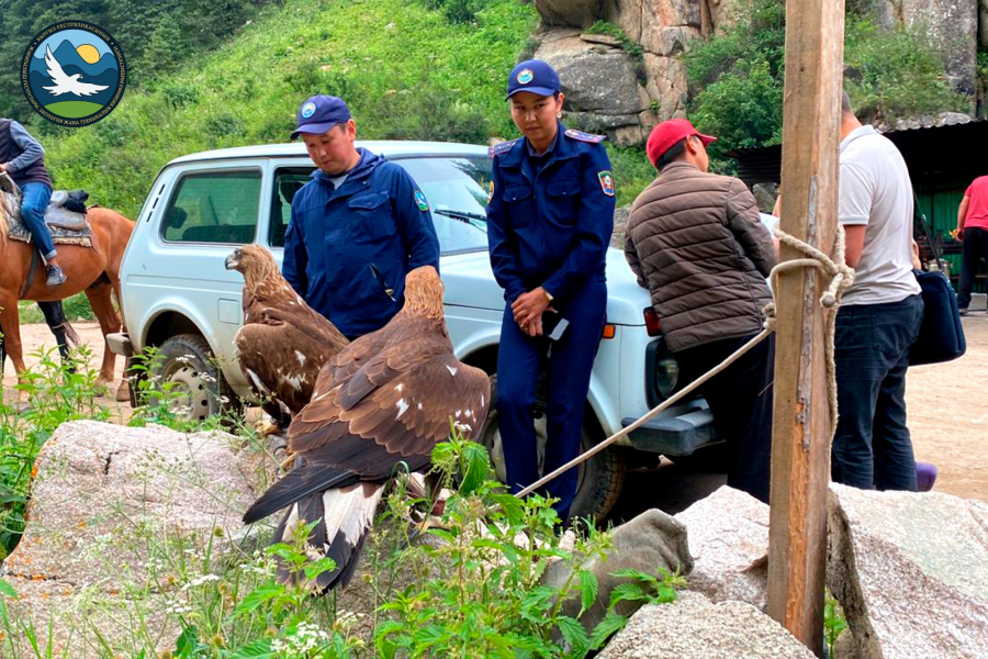 На Иссык-Куле из трудового рабства изъяли 15 беркутов и более 30 других птиц