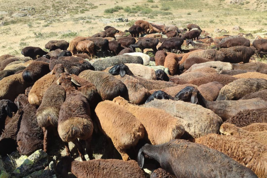 Из Казахстана в Кыргызстан пытались незаконно перегнать более 430 баранов