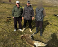 В Кочкорском районе обнаружена туша незаконно добытого детёныша дикого козерога