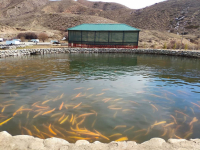 Рыбные хозяйства могут начать "эмиграцию" из Кыргызстана