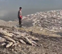 За одну ночь в Иссык-Ате погибло 30 тонн рыбы (видео)