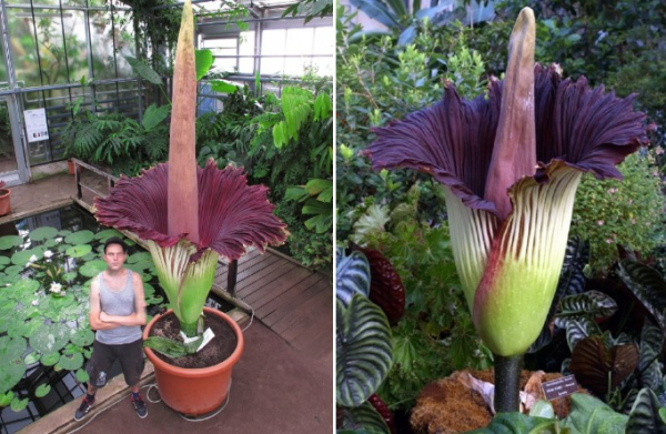 Iz botaničnega vrta v Dortmundu ukraden najbolj smrdljiv cvet na svetu