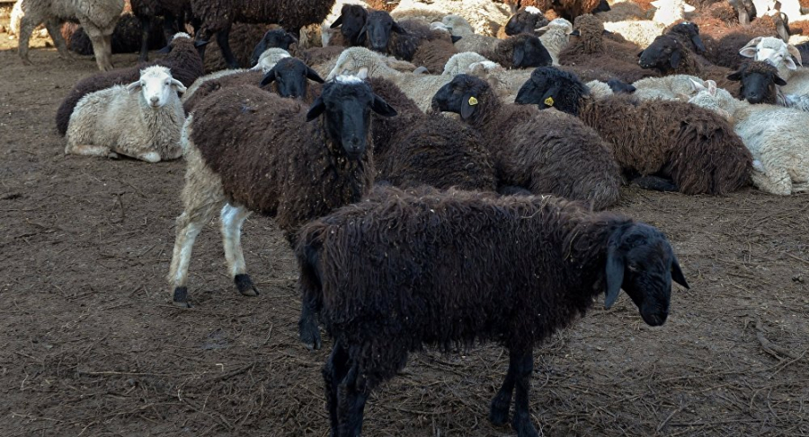 В Чуйской области в результате пожара заживо сгорели 15 овец