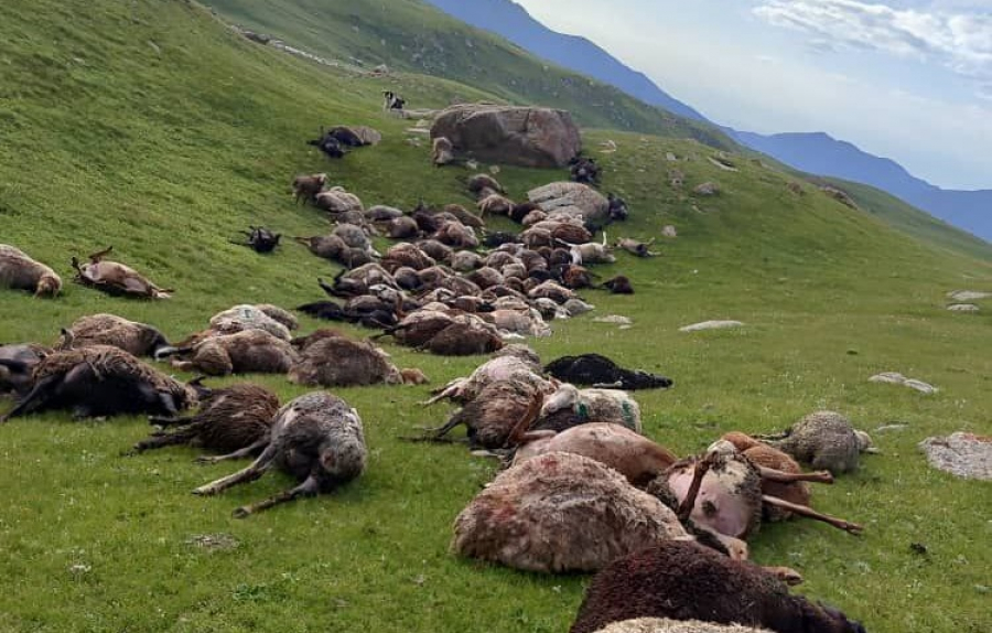 На Иссык-Куле молния убила около 250 овец