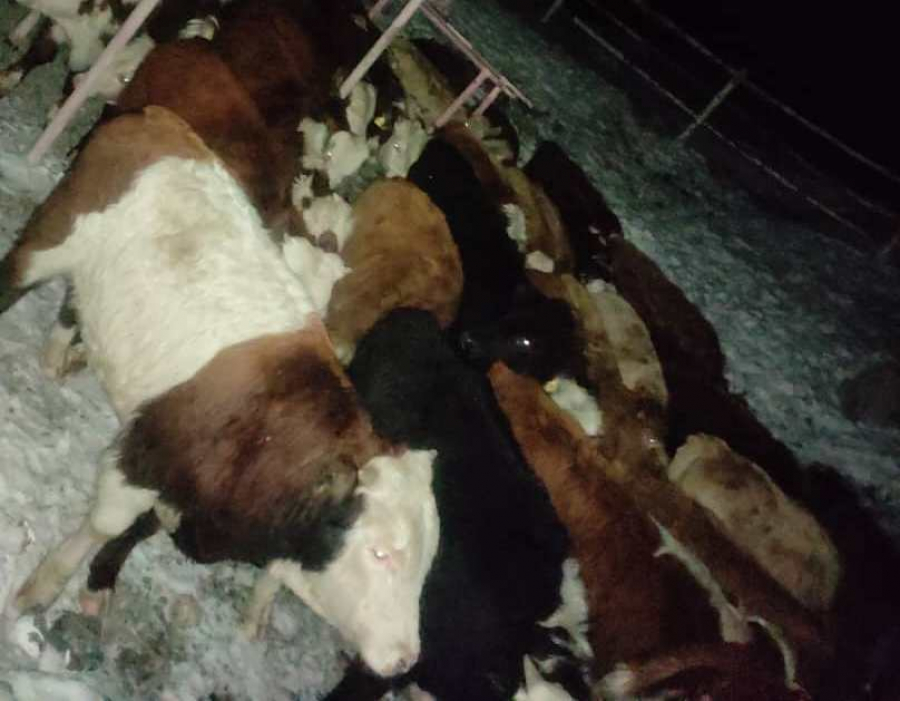 Пресечен незаконный ввоз крупнорогатого скота в Кыргызстан - ГКНБ