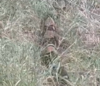 В Бишкеке близ ТЦ «Космопарк» заметили большую змею (видео)​