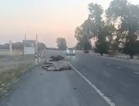 Мертвых лошадей нашли в Жайылском районе