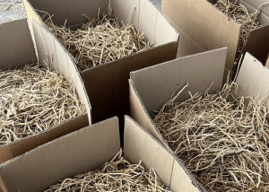 В Сокулуке выявили склады, где незаконно занимались заготовкой растений ясенец