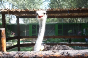 Раненых животных в зоопарк Оша принесли местные жители. Зверей никто не мучает (фото)