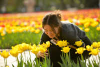 Тюльпановое настроение в Бишкеке (фото)