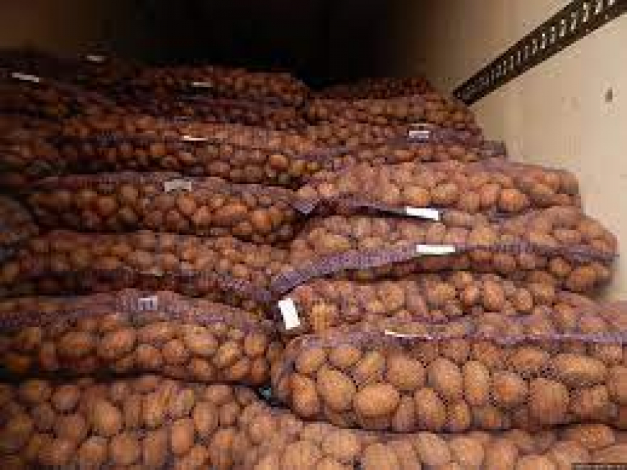 Кыргызстан эми Өзбекстанга ири көлөмдө картошка экспорттойт