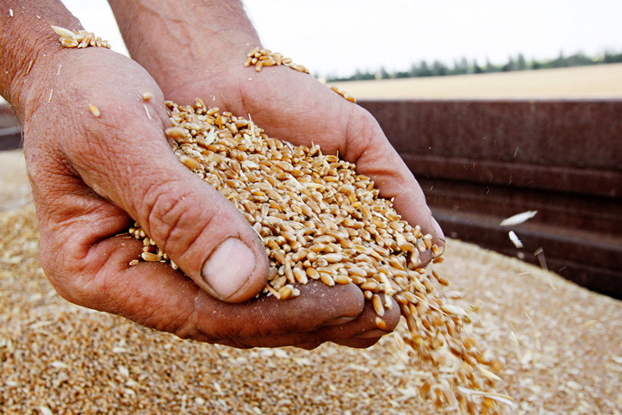 В два раза больше зерна по сравнению с прошлым годом собрали в Кыргызстане