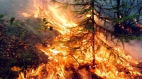 Площадь природных пожаров в Сибири возросла