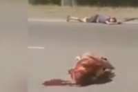 На трассе Бишкек — аэропорт «Манас» сбили двух велосипедистов (видео)