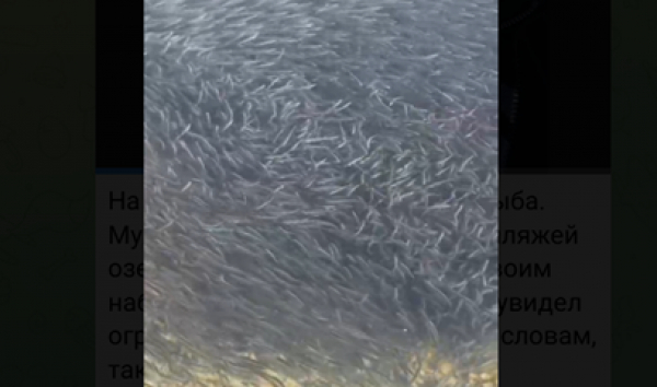 Возвращение рыбы на Иссык-Куле. "Такого не видел уже 50 лет" (видео)