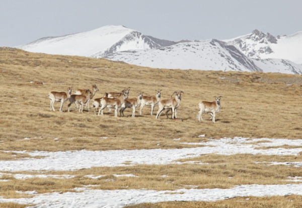 «Кумтөр Голд Компани» кенди эксплуатациядан чыгарууда экологиялык мыйзамдардын талаптарын аткарат