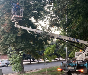 В Дубовом парке обрезали незаконно проведенные провода