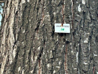 Мэрия Бишкека «реконструирует» парки и бульвары, но горожане выступили против вырубки деревьев