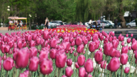 Бишкек украсят около двух миллионов цветов в 2026 году