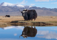 У жительницы села Барскоон украли трех яков, перед кражей животных застрелили