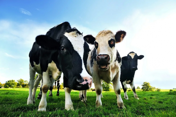 Фонд развития предпринимательства увеличил сумму кредитов на покупку скота