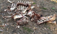 Кладбище животных. Бишкекчанин обнаружил целую гору костей на обочине дороги (видео)​