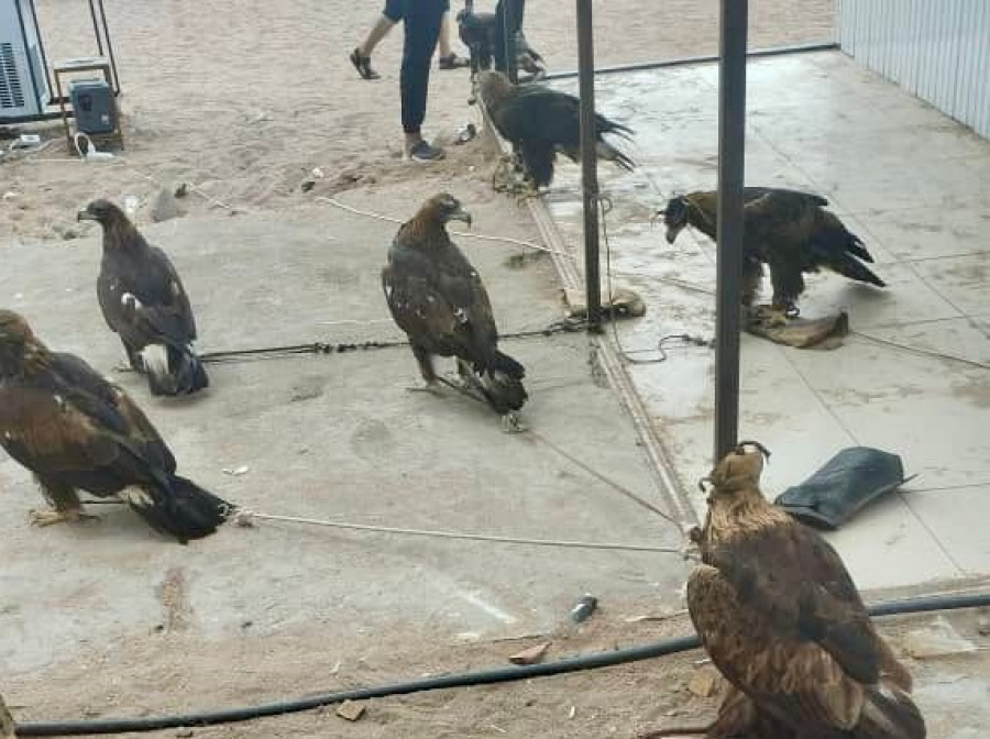 На Иссык-Куле из трудового рабства освободили 10 орлов и 3 ястребов (фото)