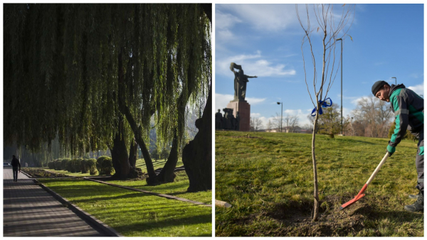 В Бишкеке высадили ивы на месте срубленных