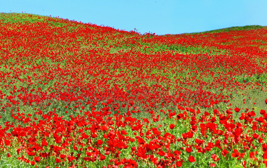 В Кыргызстане зацвели маки, покрыв горы удивительным и красивым цветочным ковром (фото)