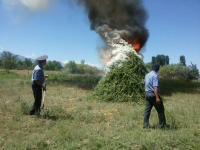 Сотрудники СБНОН МВД сожгли более 389 тонн конопли (фото)