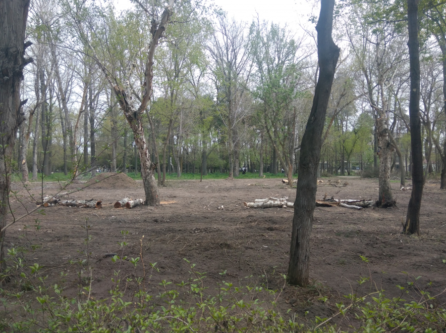 Парк Ататюрк в Бишкеке начали вырубать (фото)