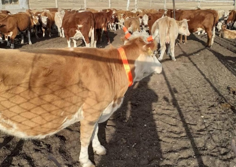 Надеть на коров и лошадей светоотражающие ленты предложили в Иссык-Кульской области