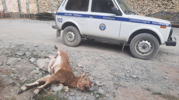 Браконьеров поймали с поличным в Ак-Сууйском ущелье (фото)
