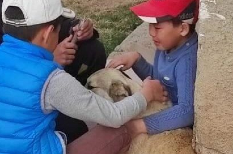 В Чолпон-Ате дети спасли уличную собаку от расстрела (фото)